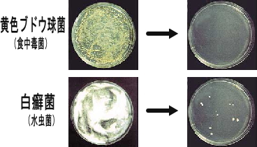 抗菌効果テスト